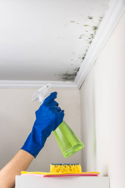 Best Commercial Mold Remediation in Seneca Knolls, NY